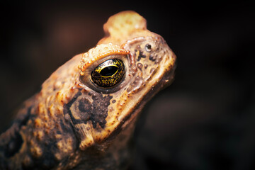 The cane toad, also known as the giant neotropical toad or marine toad, is a large, terrestrial true toad native to South and mainland Central America.