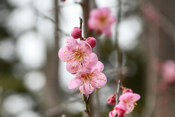 梅の花・紅梅「道知辺」