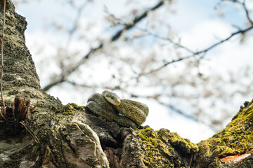 桜の木の上でとぐろを巻くアオダイショウ