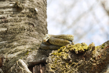 桜の木の上でとぐろを巻くアオダイショウ