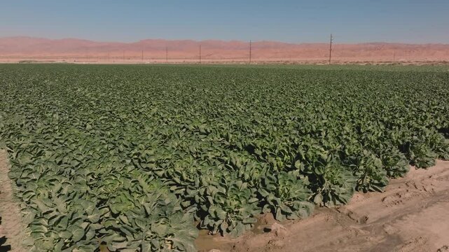Aerial view of a vegetables growing in a field on a California desert farm