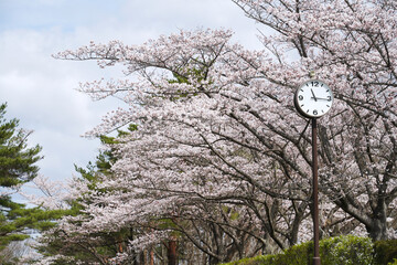 公園の時計と桜の花
