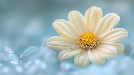 Delicate Cream Daisy on a Soft Blue Background