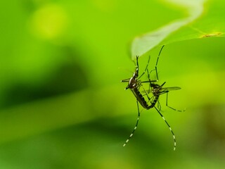 Mosquitoes are mating hanging on green leaves in the morning. Selective focus