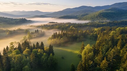 Obraz premium Pine forest with mountain and with fog aerial view in the morning photo illustration background wallpaper.