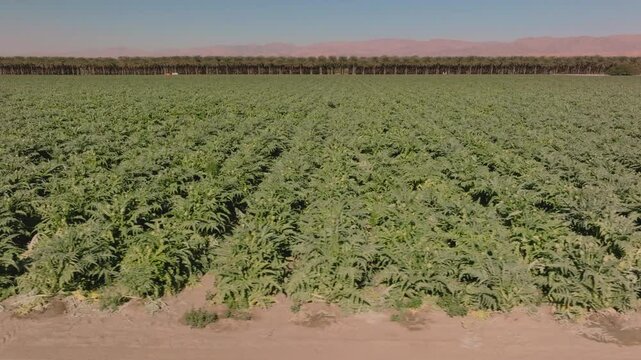 Aerial view of a vegetables growing in a field on a California desert farm