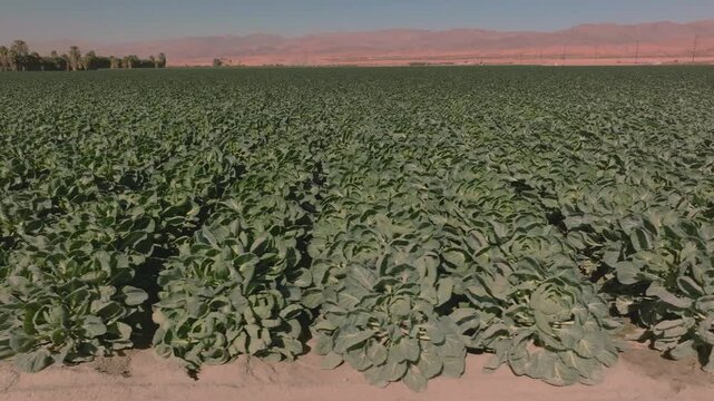 Aerial view of a vegetables growing in a field on a California desert farm