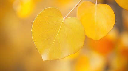 Golden Autumn Leaf Vein Detail Closeup
