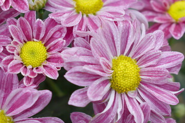 Fresh bright blooming pink chrysanthemum flower closeup shot, Chrysanthemums Flowers blooming in garden, beautiful Chrysanthemums flower, pink flower, Close up pink chrysanthemum, Chakwal, Pakistan