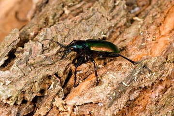 Großer Puppenräuber // Forest caterpillar hunter (Calosoma sycophanta) - Skutarisee, Montenegro