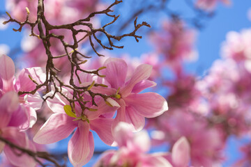 Floral spring abstract background of nature. Spring magnolia tree blossom. Blossom magnolia flower background. Branches of blossoming pink magnolia for spring design.
