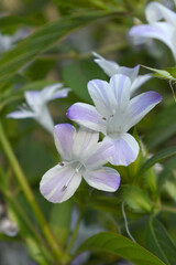 Obraz premium Crested Philippine violet or Bluebell barleria (Barleria cristata Lavender Lace) rare variety wild flower medicinal plant, close up, Barleria Cristata Lavender Lace Flowers With Leaves In Garden,