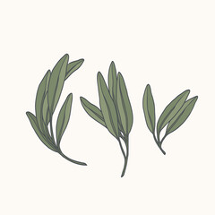 Obraz premium Line art sage branches set