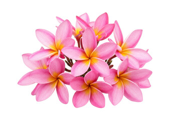 Cluster of fresh pink plumeria flowers with soft yellow centers, isolated on a white background