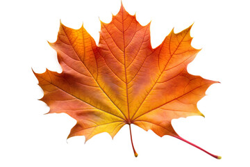Obraz premium Autumn Maple Leaf