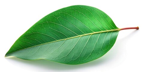 Obraz premium Minimalist Eucalyptus Leaf, Green Eucalyptus Branch, Isolated Eucalyptus, Single Eucalyptus Leaf, White Background, Botanical Photography, Plant Photography, Green Leaf