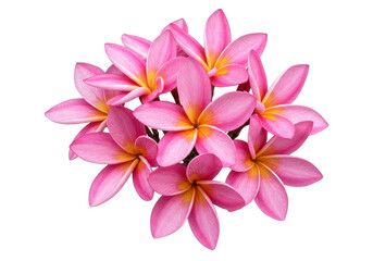 Cluster of fresh pink plumeria flowers with soft yellow centers, isolated on a white background