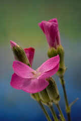 close up of pink flower