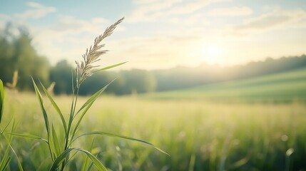 Fototapeta premium Serene Sunrise Over Rolling Fields with Gentle Breeze and Delicate Grass Highlighting Nature's Tranquility and the Beauty of Rural Landscapes at Dawn