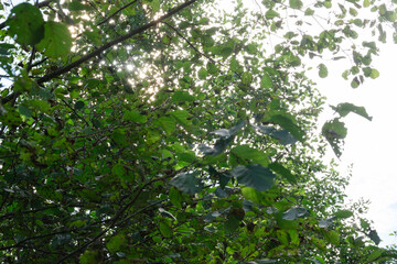 Fototapete bei efototapeten.de bestellen   