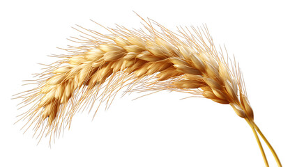 Golden Wheat Ears Isolated on Black Background: Perfect Stock Images for Agriculture, Farming, and Organic Food Industries