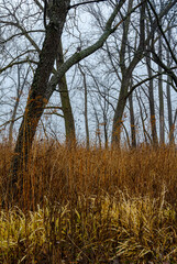 619-80 Forest Edge Textures