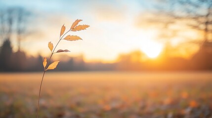Solitary Leaf Against a Beautiful Sunset in an Autumn Landscape, Capturing the Warmth of Nature and the Transition of Seasons in Soft Focus