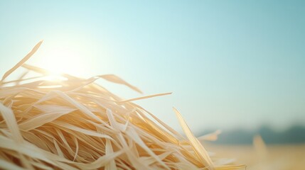 Golden Stalks of Dry Straw Against a Soft Blue Sky with Gentle Sunlight Illuminating the Horizon in a Peaceful Rural Landscape During Harvest Season