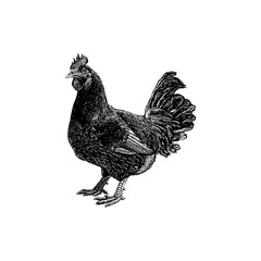 Dorking Chicken hand drawing vector isolated on background.