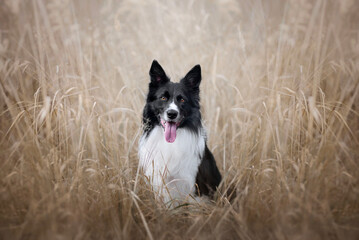 Portrait of a border collie sitting in dry grass. Portrait with a hint of brown. image