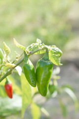 fresh green chili on plant closeup, chili plants in organic farming, Chilies closeup in field, Green chili plant in a farmer's field, Ripe green chili on a plant in Chakwal, Punjab, Pakistan