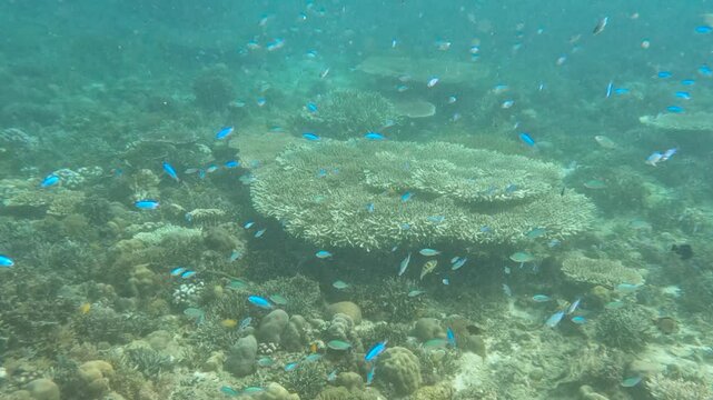 Allen's damsel fish swim in Coral reef underwater in tropical areas