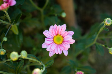 Small pink chrysanthemum flower head in pring