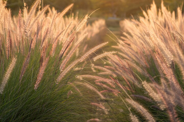 Beautiful sunset with Setaria verticillata tall grass meadow