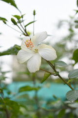 Obraz premium Beautiful flower of Shoeblack on plant, flower, white Shoeblackplant flower, shoe black plant flowers bloom among its dense leaves, Beautiful big white flower closeup, Chakwal, Punjab, Pakistan