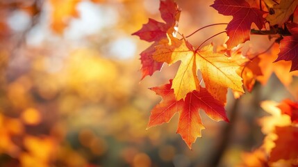 Fototapeta premium Maple leaves in vibrant red and gold hues illuminated by warm autumn sunlight creating a picturesque seasonal landscape