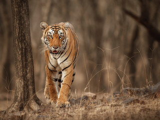 Fototapeta premium Beautiful tiger in the nature habitat. Tiger pose in amazing light. Wildlife scene with wild animal. Indian wildlife. Indian tiger. Panthera tigris tigris.