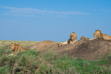Lions in the Serengeti, Tanzania, Africa
