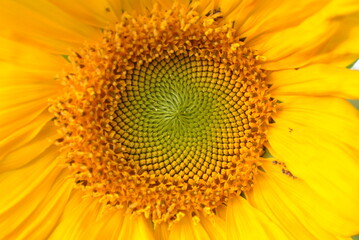 Obraz premium close up of sunflower