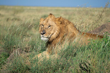 Lions in the Serengeti, Tanzania, Africa
