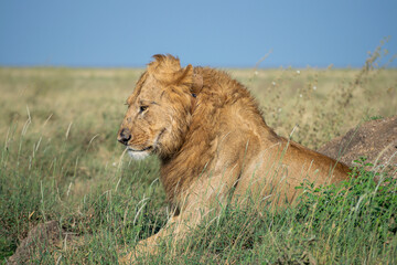 Lions in the Serengeti, Tanzania, Africa