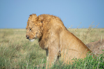 Lions in the Serengeti, Tanzania, Africa