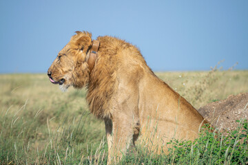 Lions in the Serengeti, Tanzania, Africa
