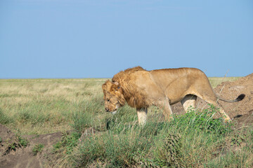 Lions in the Serengeti, Tanzania, Africa