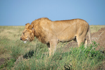 Naklejka premium Lions in the Serengeti, Tanzania, Africa