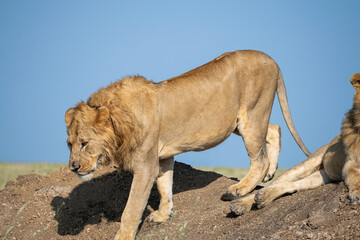 Lions in the Serengeti, Tanzania, Africa