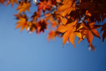 青空に映える紅葉の彩り