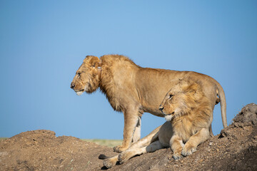 Lions in the Serengeti, Tanzania, Africa