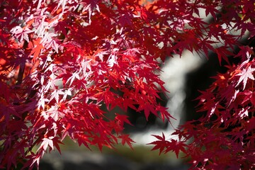 秋の煌めく紅葉
