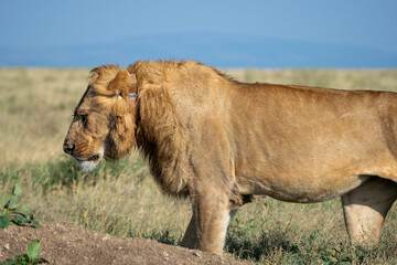 Lions in the Serengeti, Tanzania, Africa